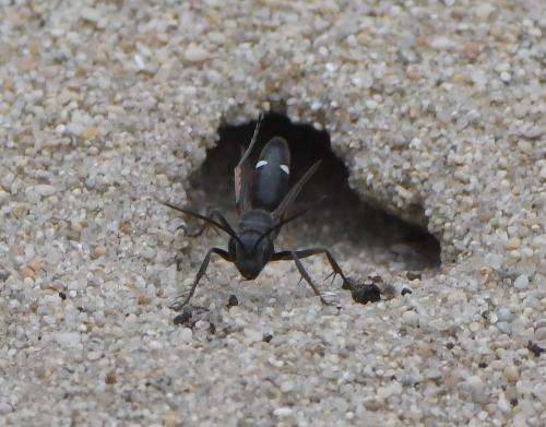 Episyron rufipes